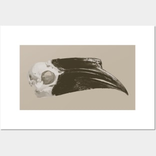 Skull of A Hornbill Posters and Art